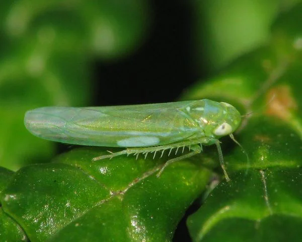 Empoasca-spp-Adulto